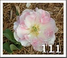 2 Chr 15:4 Letter piece puzzle